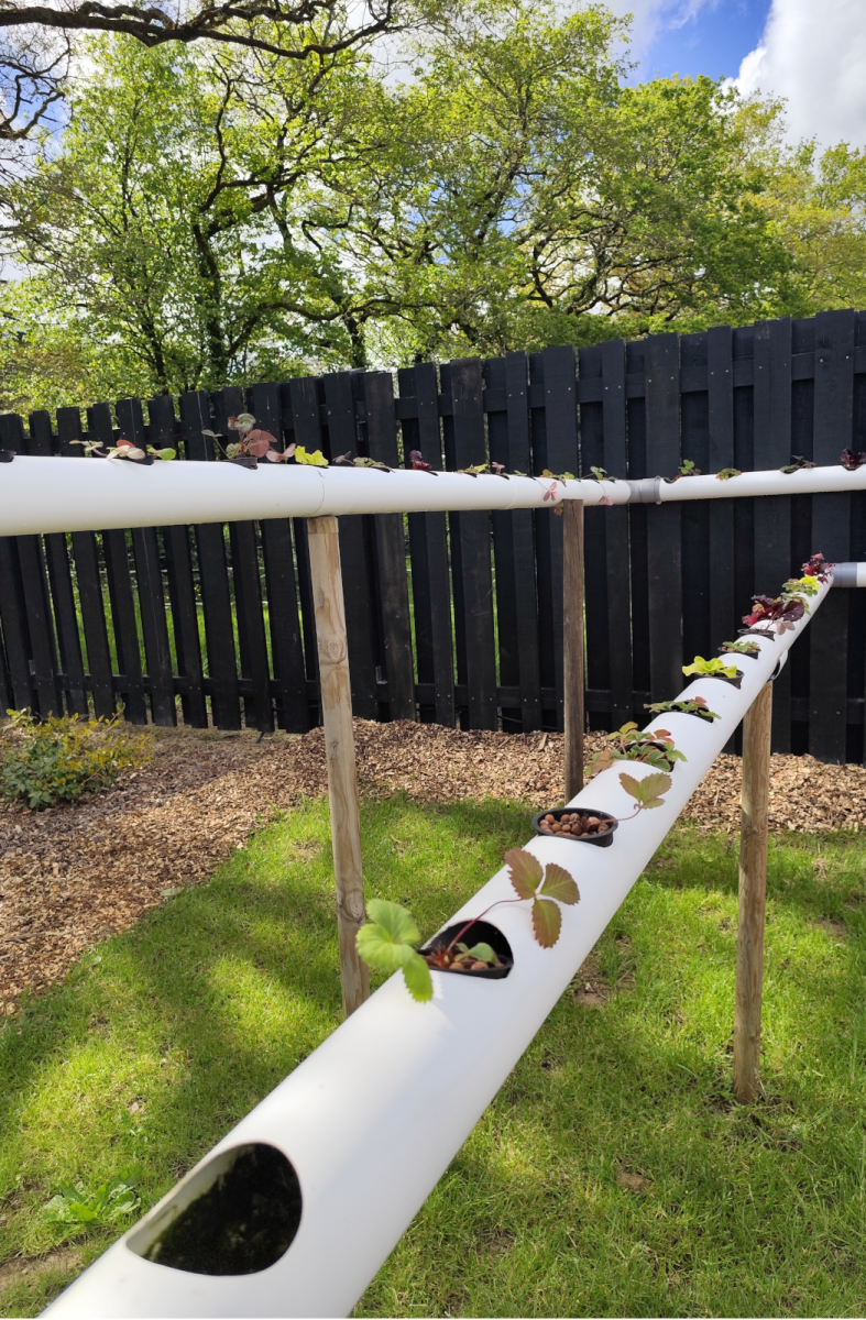 extraordinary vegetable garden