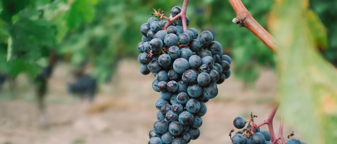 Vignes-howard-bouchevereau-unsplash