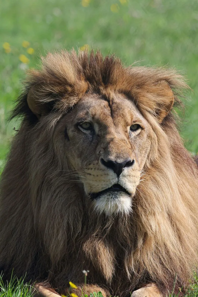 Mervent Natur'Zoo