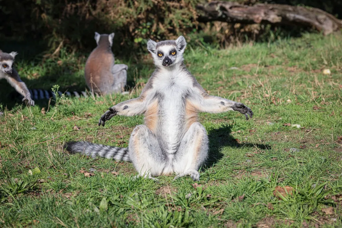 Mervent Natur'Zoo