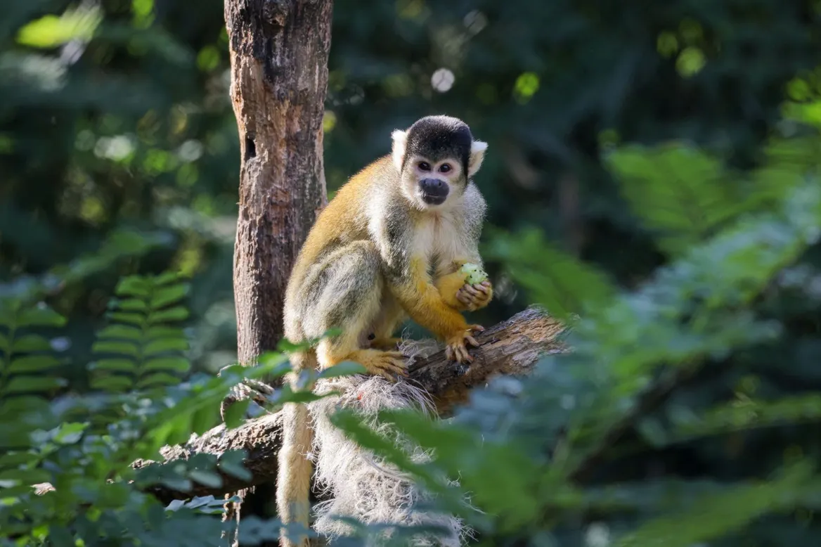 Mervent Natur'Zoo