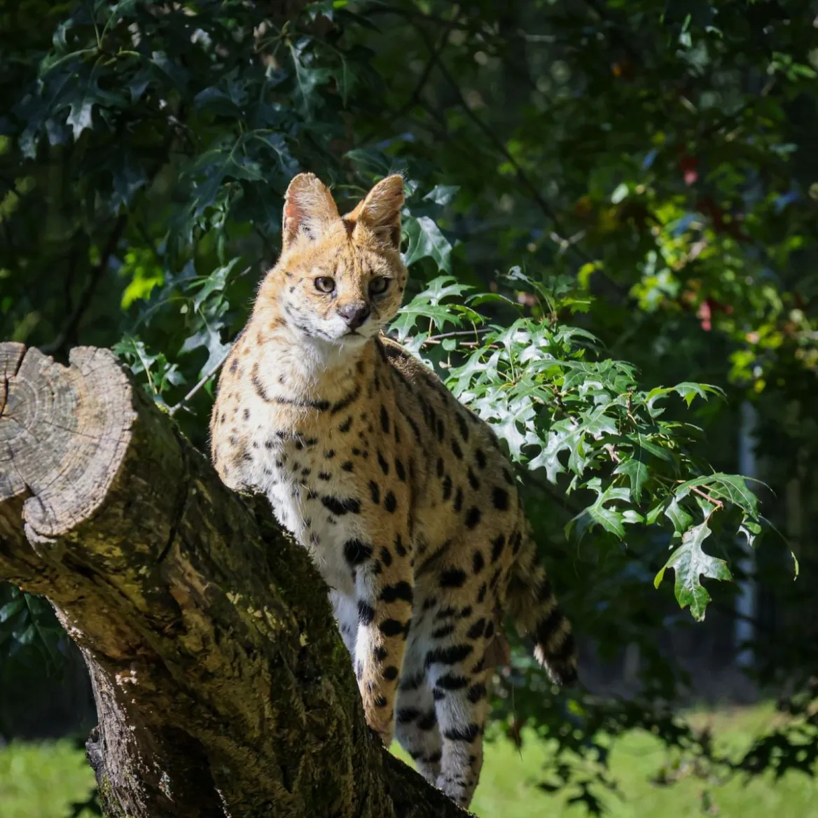 Mervent Natur'Zoo