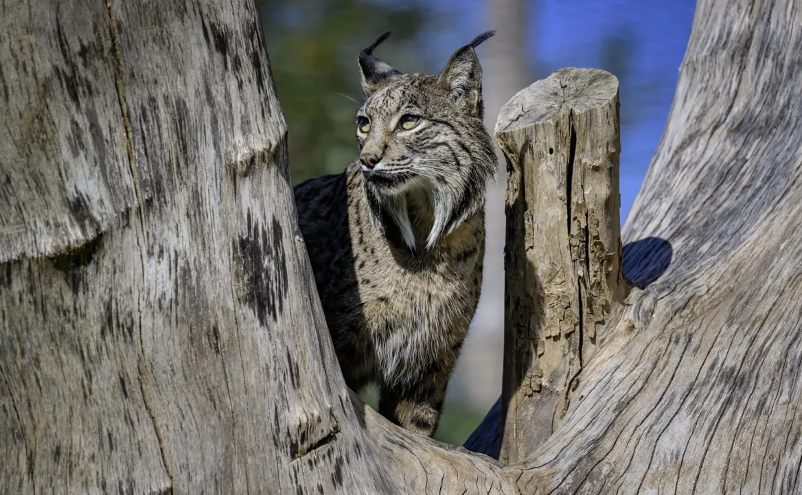Mervent Natur'Zoo