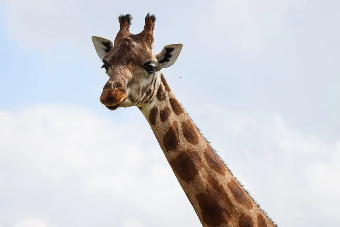 Mervent Natur'Zoo