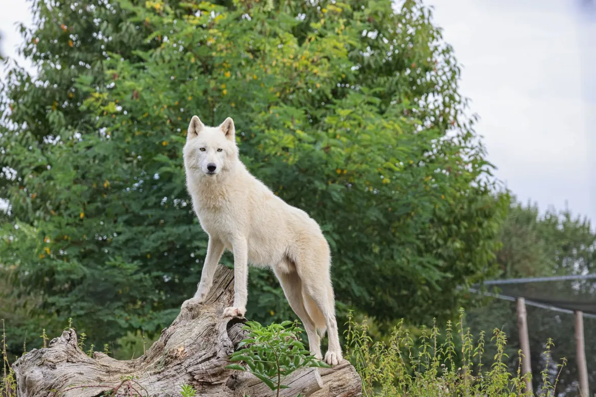 Mervent Natur'Zoo