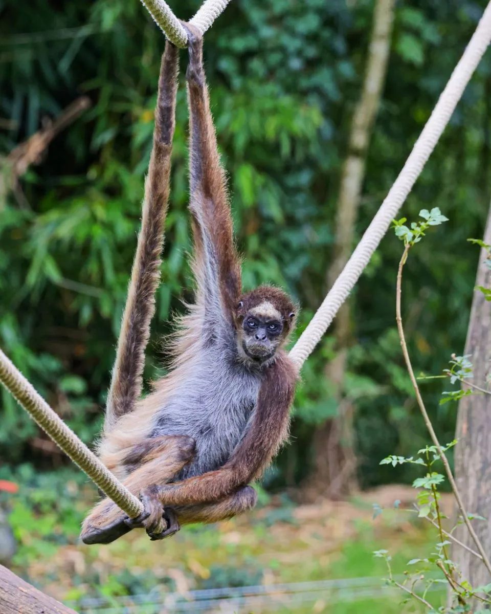 Mervent Natur'Zoo