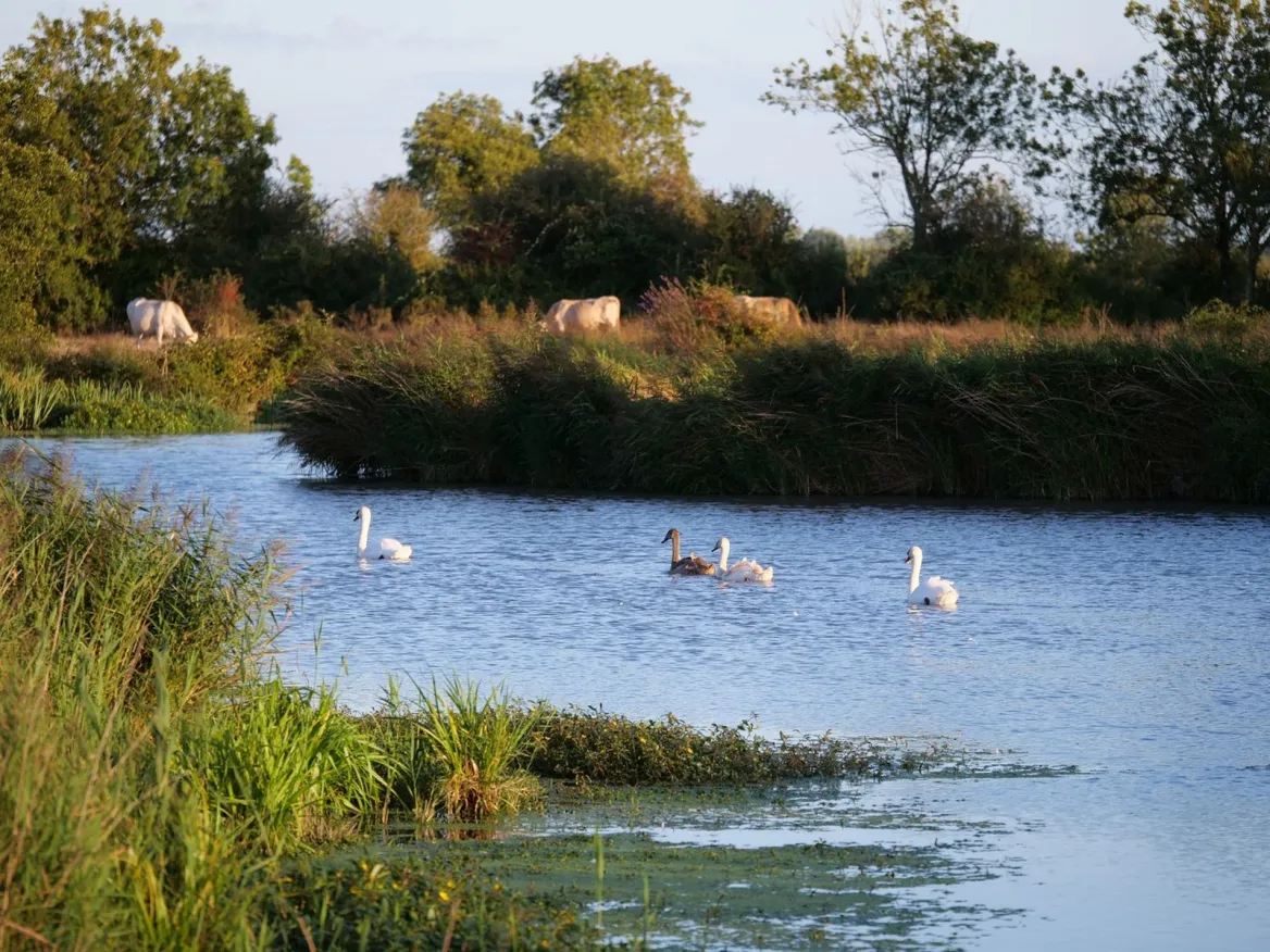 Longeville-sur-Mer Poitevin marsh