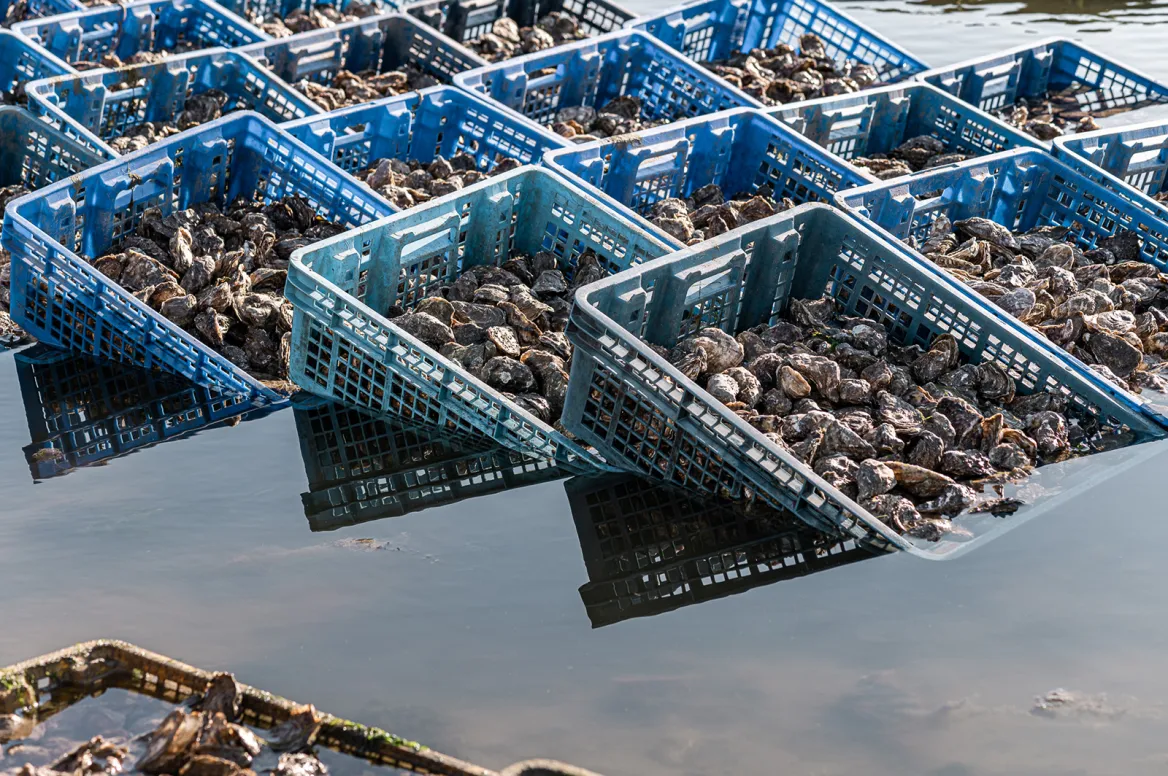 Ostréiculture