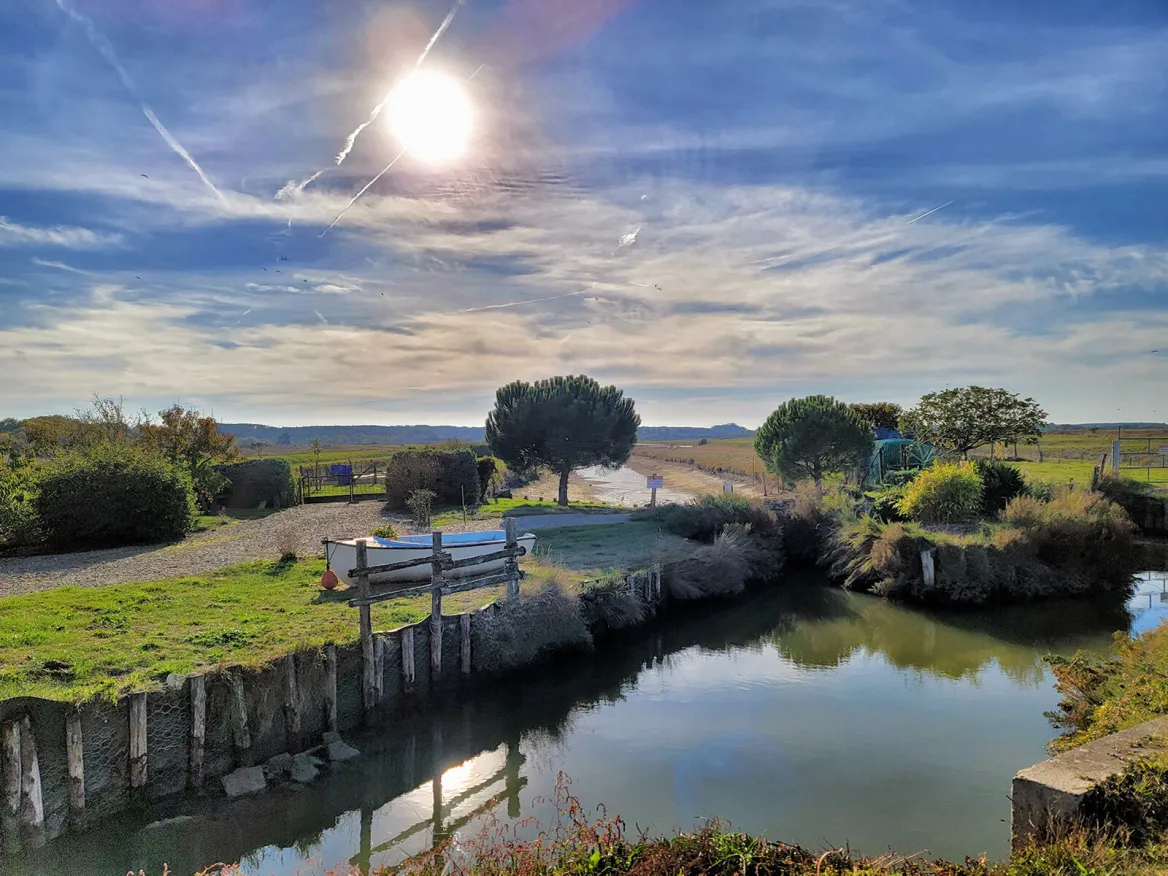 The fish marsh