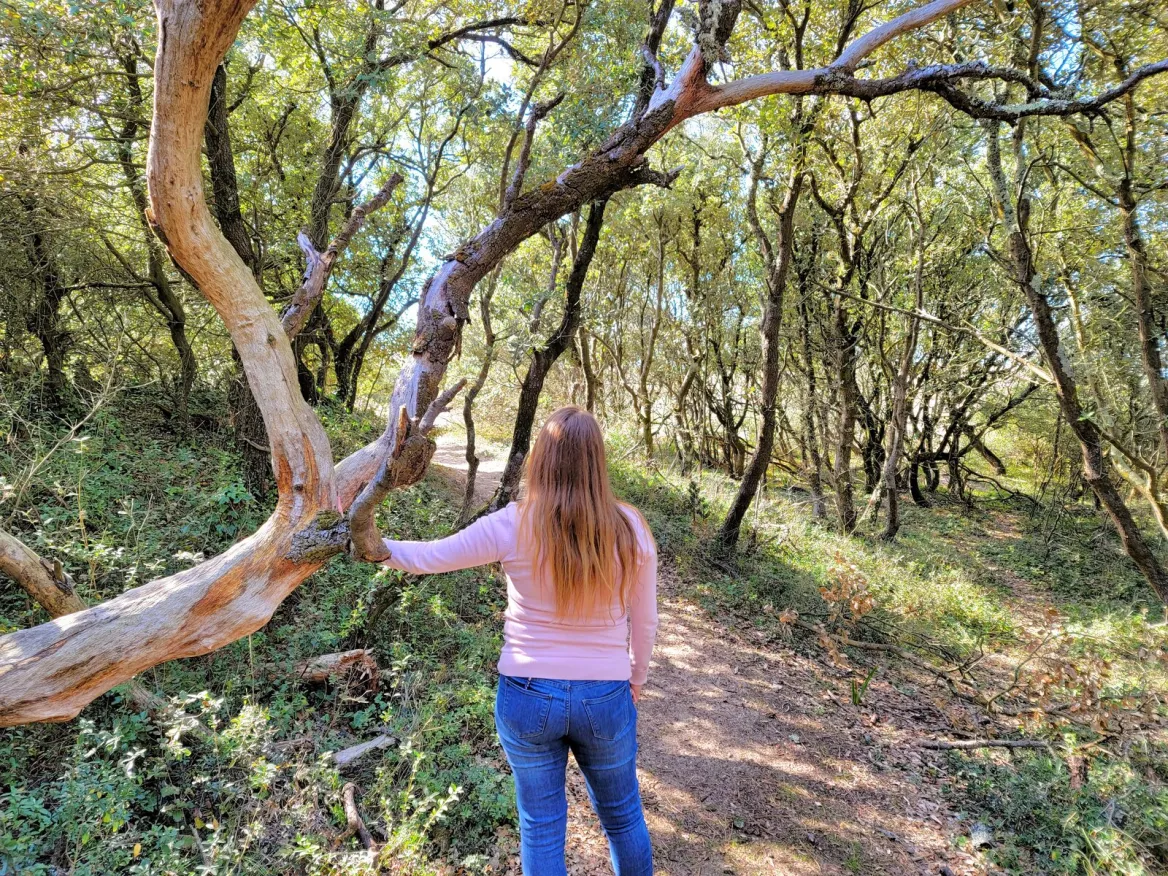 The national forest
