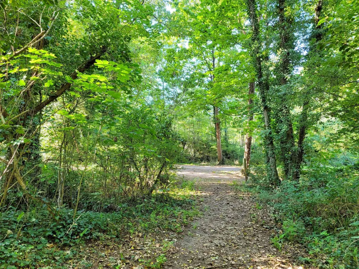 The national forest