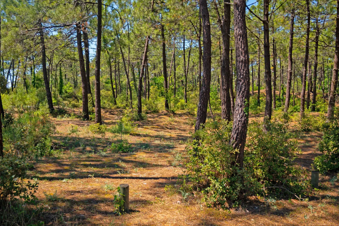 national forest of the Pays de Monts