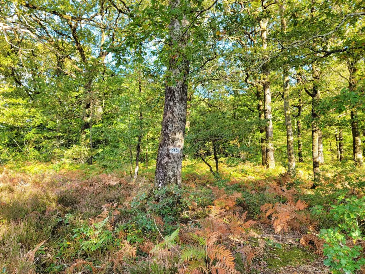 Mervent forest