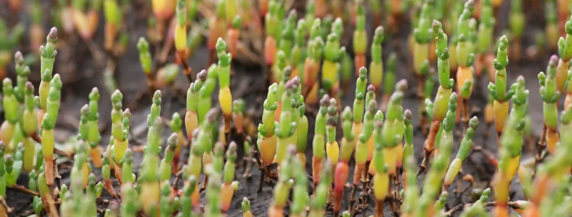 Salicornia Ylloh Pixabay