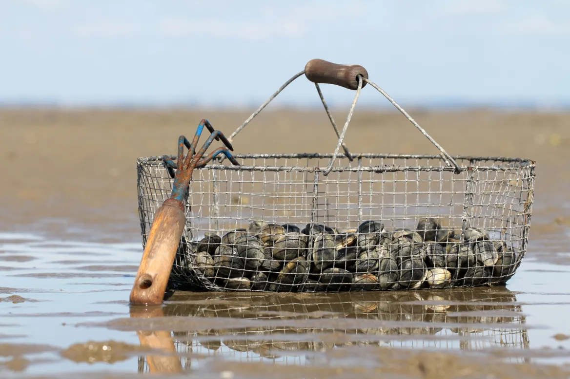 peche a pied vendée