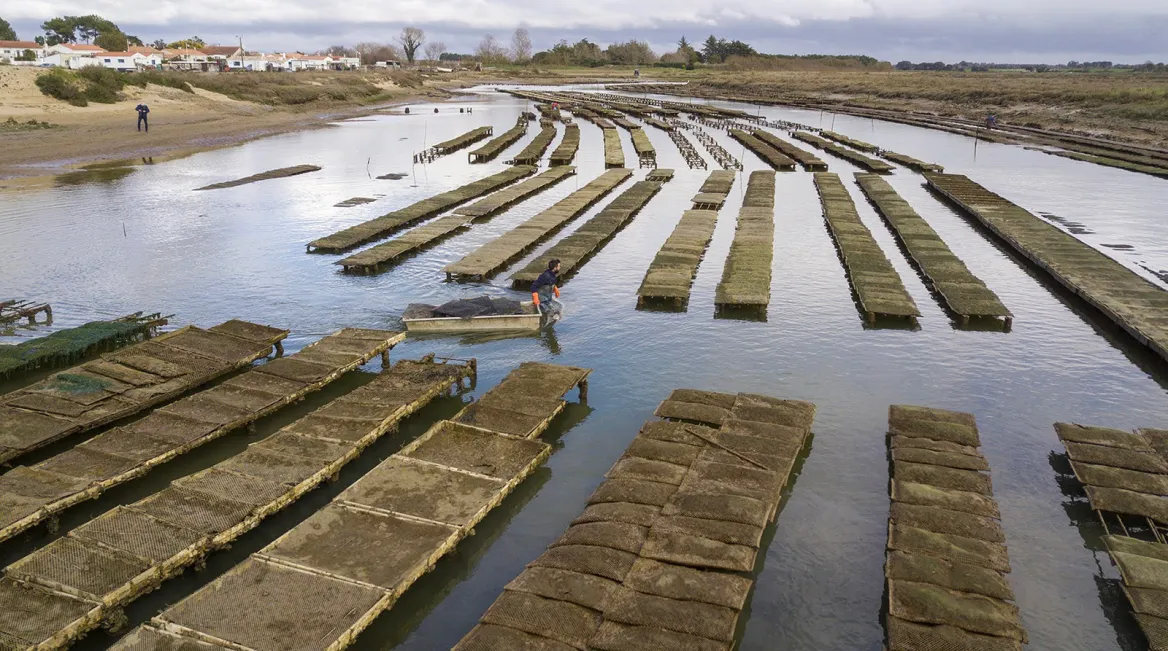Huitres Guyau en Vendée