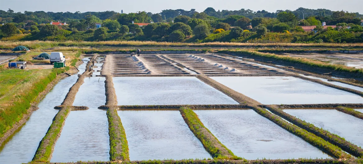 Marais salants de Noirmoutier