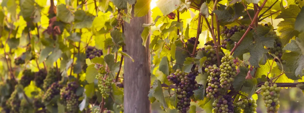 Bunch of white grapes