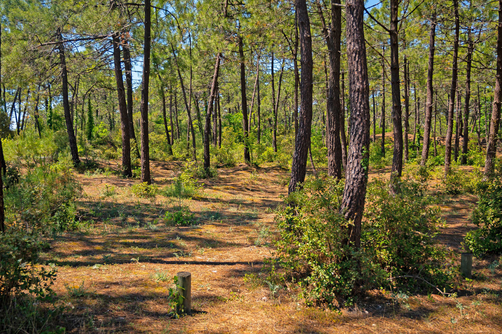 La Foret du Pays de Monts