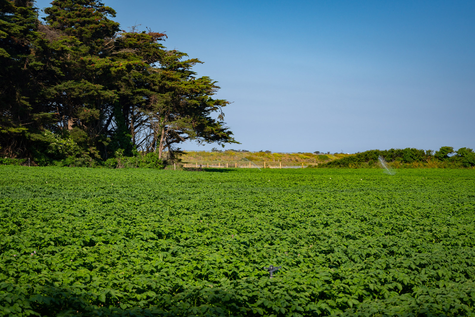Pommes de terre de l'île de Noirmoutier
